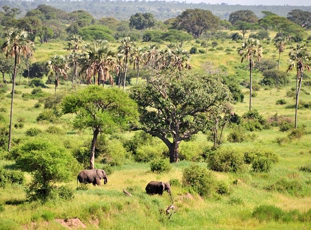2-Days Tanzania safari Tarangire National Park and Ngorongoro Crater