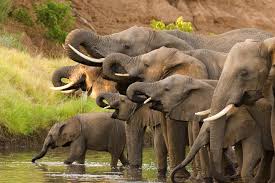 3 Days Tanzania Safari Tarangire, Lake Manyara National Park and Ngorongoro Crater
